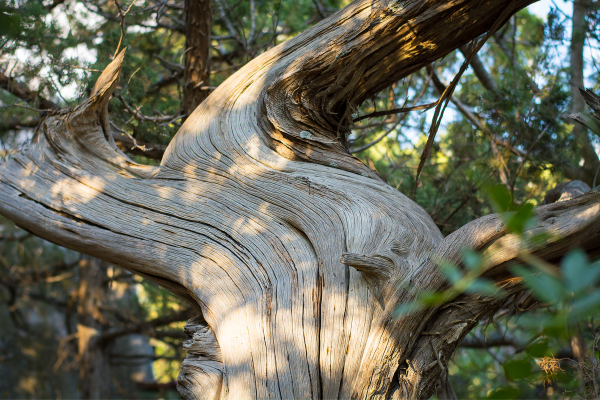 twisted juniper